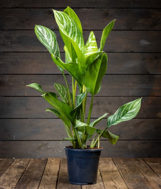 Laikkuvehka Stripes viherkasvi ruukussa, tummanvihreät lehdet valkoisilla raidoilla.