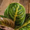 Siro ja tiivis laikkuvehka Tourmaline Gold (Aglaonema) harmaassa muoviruukussa puualustalla.