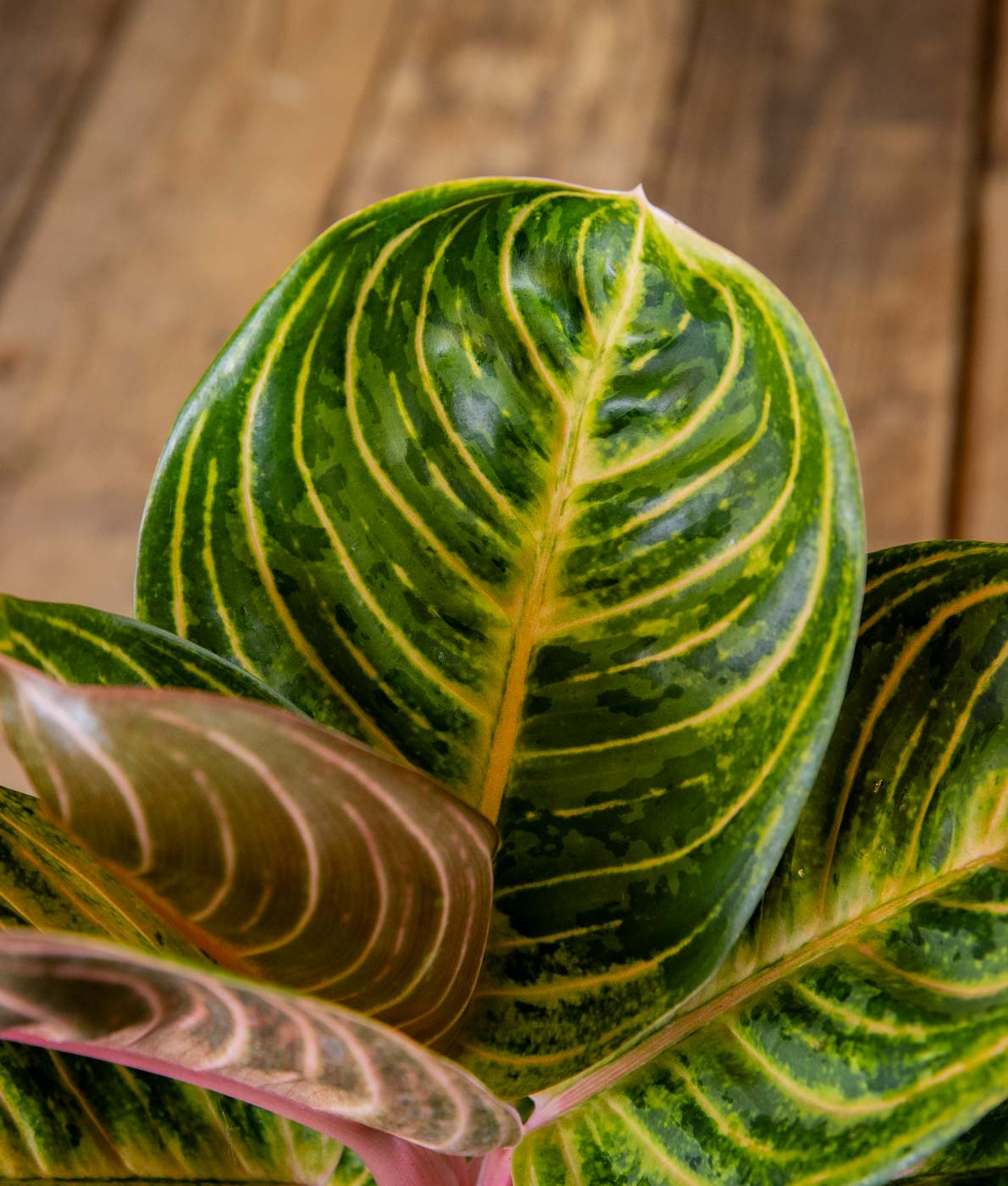 Siro ja tiivis laikkuvehka Tourmaline Gold (Aglaonema) harmaassa muoviruukussa puualustalla.