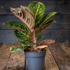 Siro ja tiivis laikkuvehka Tourmaline Gold (Aglaonema) harmaassa muoviruukussa puualustalla.