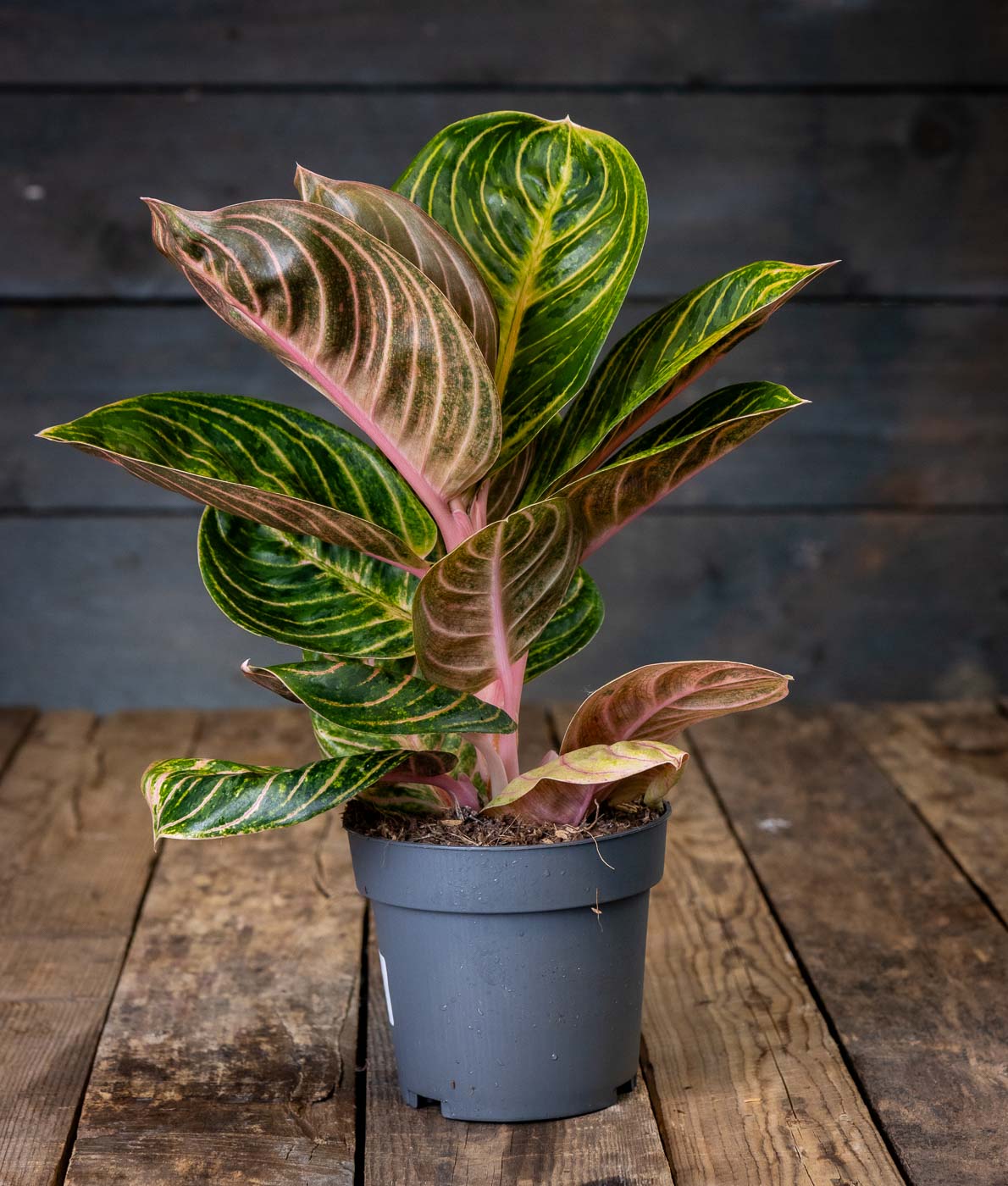 Siro ja tiivis laikkuvehka Tourmaline Gold (Aglaonema) harmaassa muoviruukussa puualustalla.