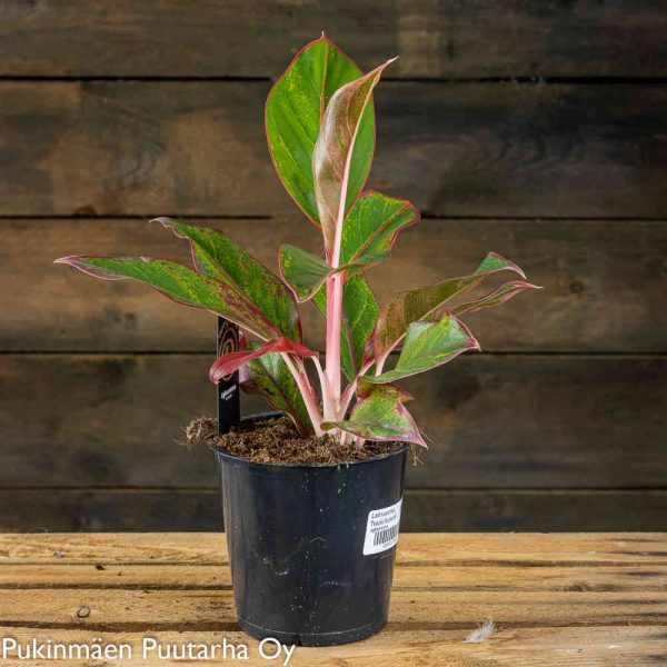 Laikkuvehka Jungle Red