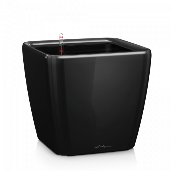Lechuza Quadro Premium single
