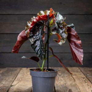 Lehtibegonia Crackling Rose