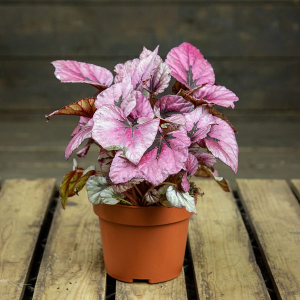 Begonia Indian Summer ruukussa