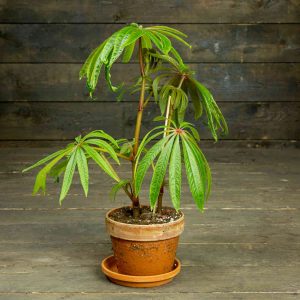 Palmubegonia saviruukussa