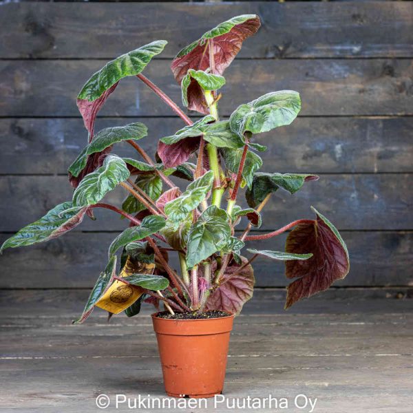 Lehtibegonia My Oldemor