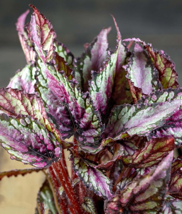Begonia Salsa - Image 2