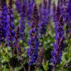 Lehtosalvia