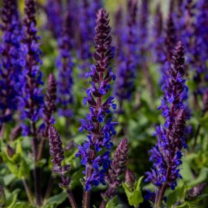 Lehtosalvia
