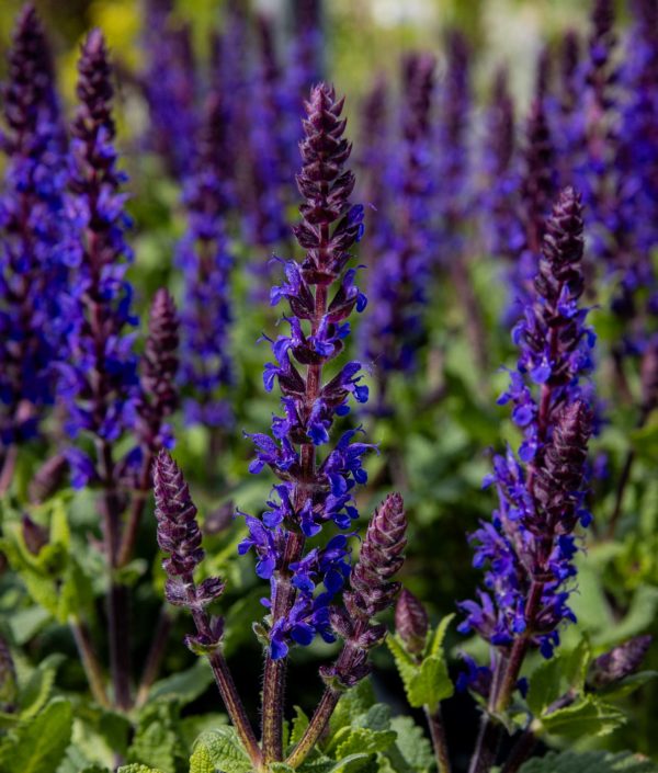 Lehtosalvia