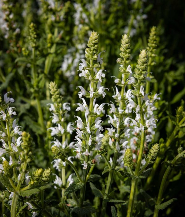 Lehtosalvia