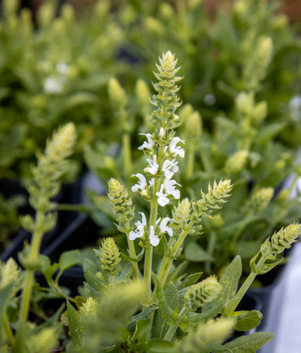 Lehtosalvia Apex White