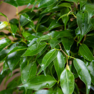 vihreälehtinen Limoviikuna