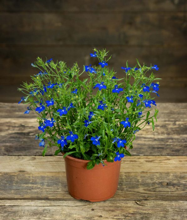 Lobelia Hot Bavaria