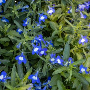 Lobelia