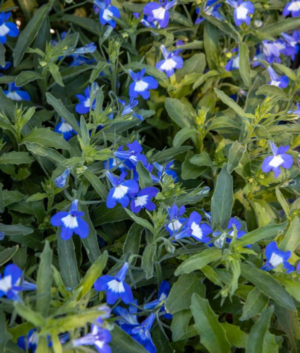 Lobelia