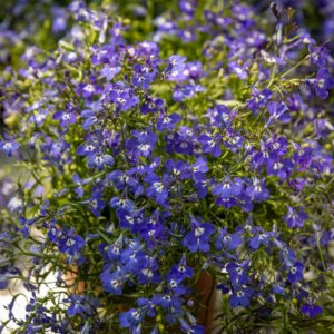 Lobelia