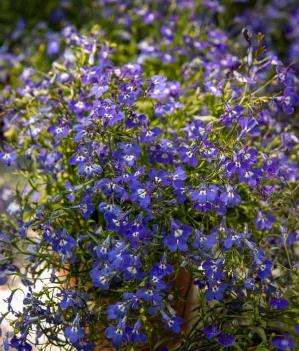 Lobelia