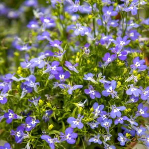 Lobelia