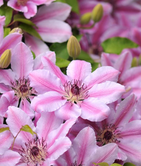 Loistokärhö Nelly Moser vaaleanpunaiset kukat