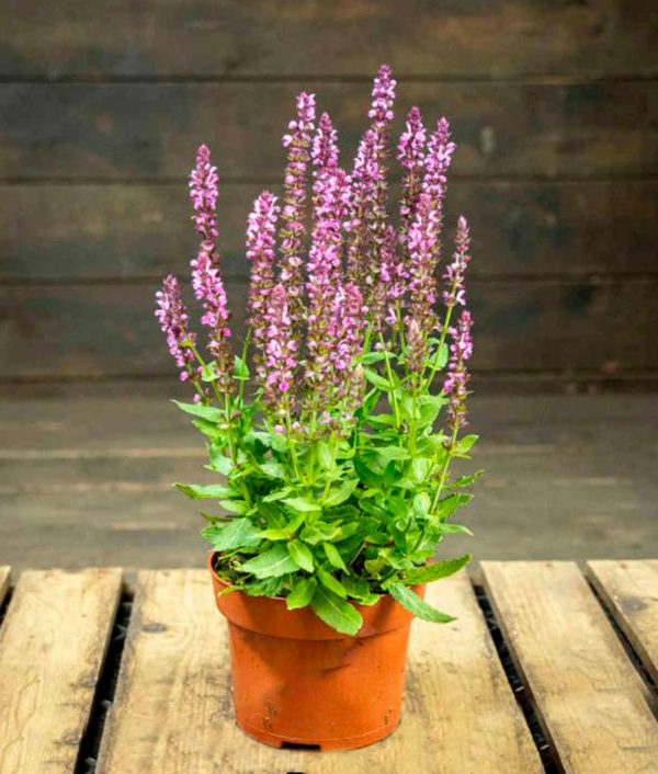 Loistosalvia Deep Rose