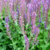 sininen loistosalvia