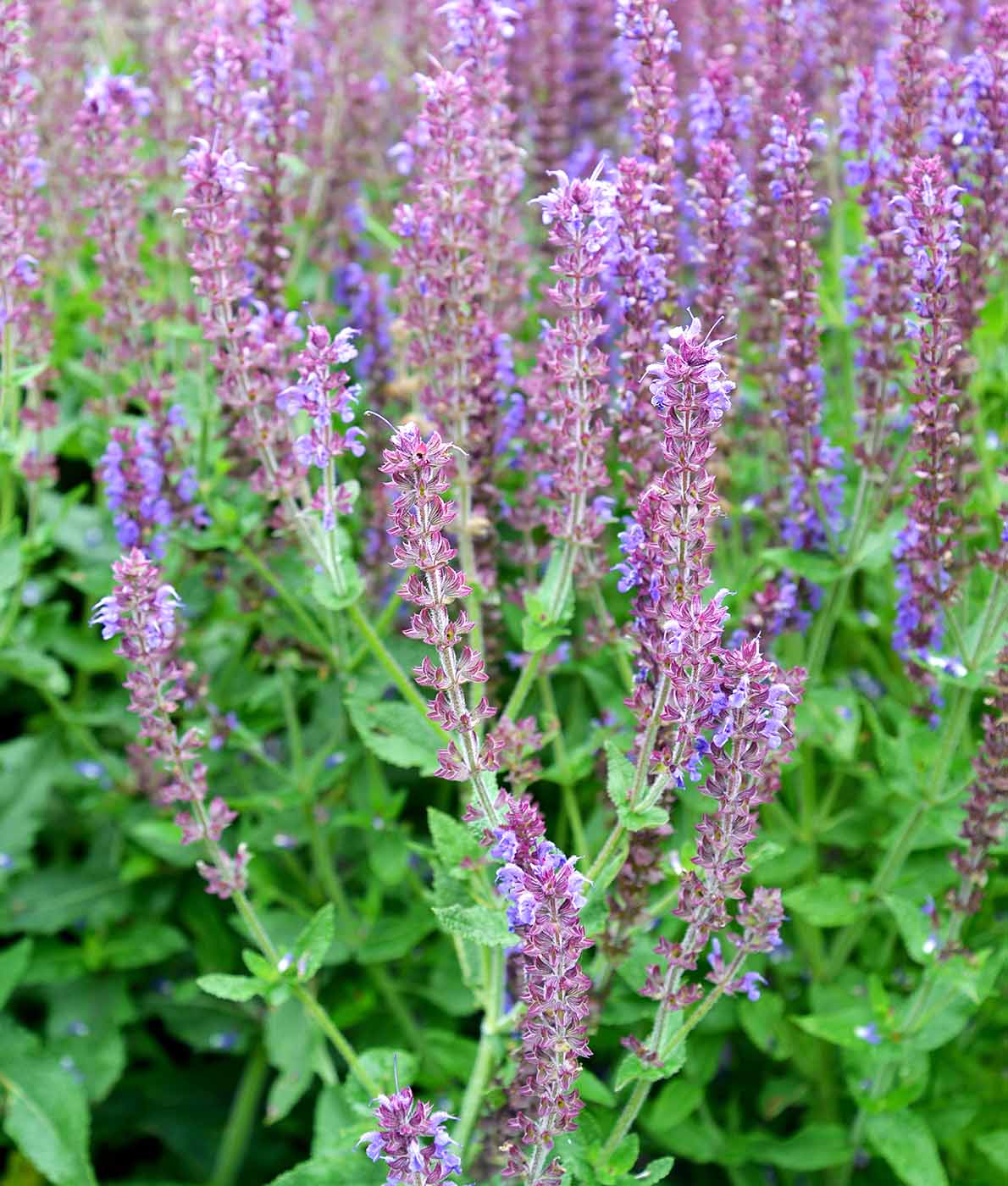 sininen loistosalvia