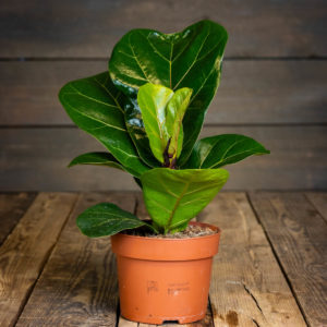 Pieni ja tuuhealehtinen lyyraviikuna Bambino ruskeassa muoviruukussa puupöydällä.