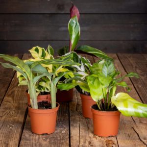 Valikoima erilaisia trooppisia maija-lajikkeita, joiden lehdissä on upeita ja värikkäitä kuvioita.