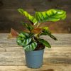 Calathea fasciata