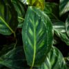 calathea
