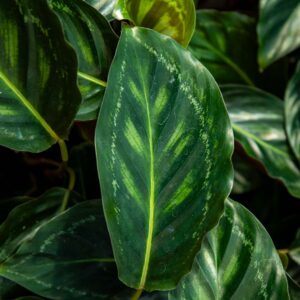 calathea