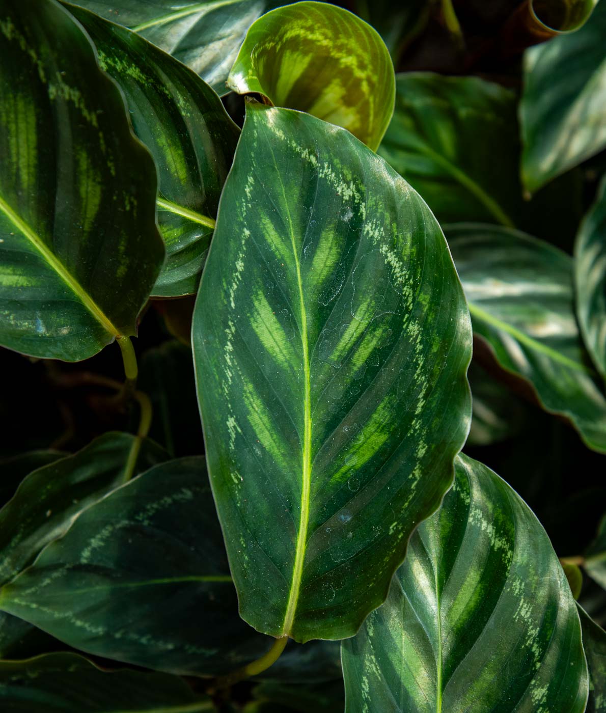 calathea