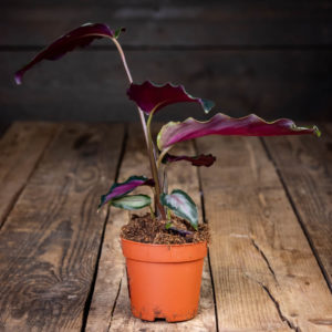 Maija Northern Light huonekasvi ruskeassa muoviruukussa puisella pöydällä, kasvin suurissa lehdissä on kirkkaan pinkki keskiosa ja tummanvihreät reunat.