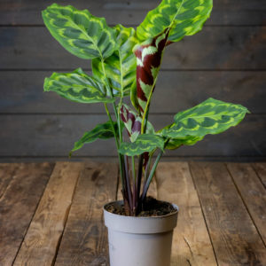Maija Veitchiana Medaillon (Calathea Medallion) ruukussa, suuret pyöreät lehdet joissa koristeellinen vihreä kuviointi ja tummanpunainen alapinta.
