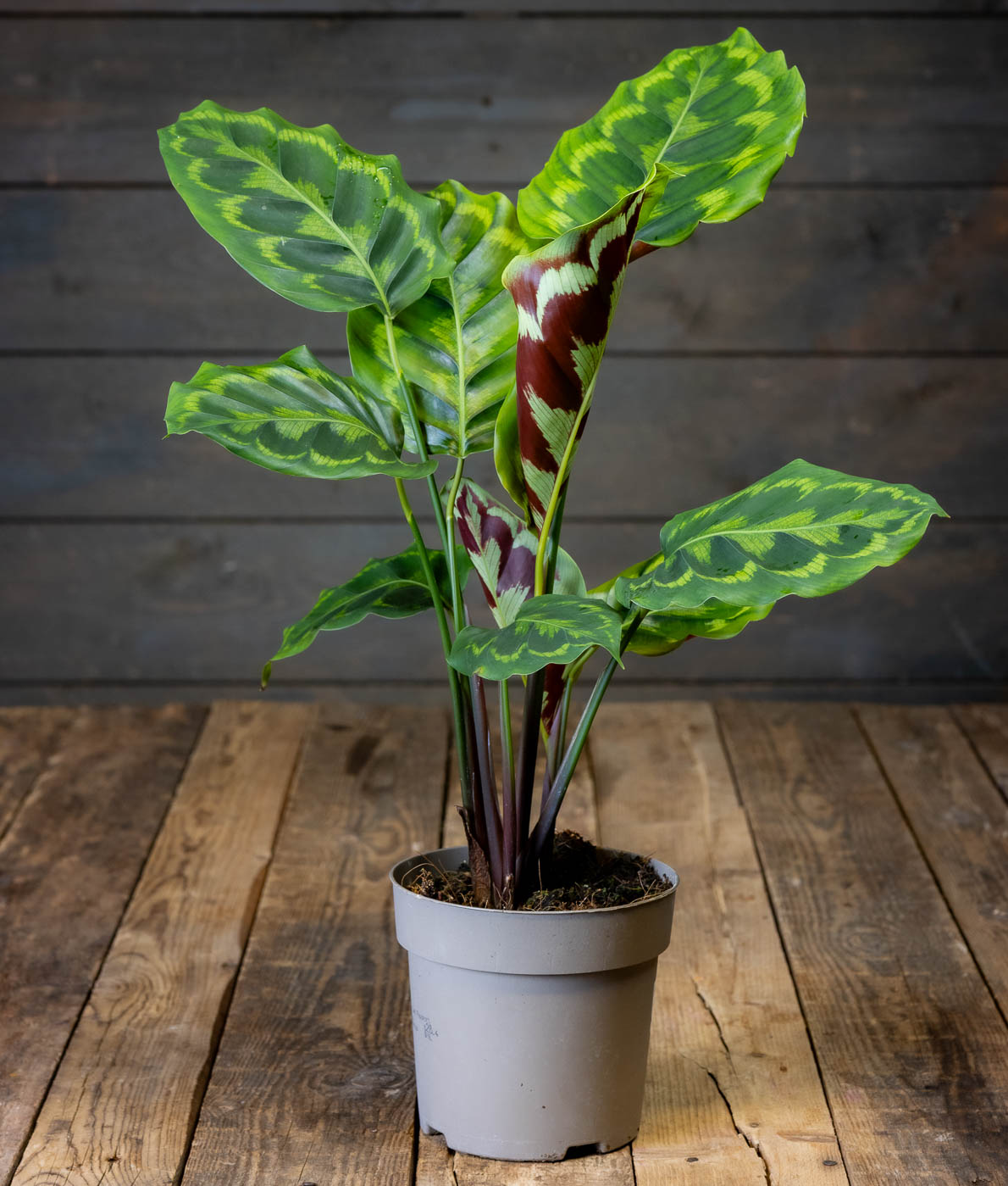 Maija Veitchiana Medaillon (Calathea Medallion) ruukussa, suuret pyöreät lehdet joissa koristeellinen vihreä kuviointi ja tummanpunainen alapinta.