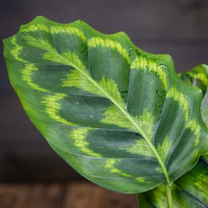 Maija Veitchiana Medaillon (Calathea Medallion) ruukussa, suuret pyöreät lehdet joissa koristeellinen vihreä kuviointi ja tummanpunainen alapinta.
