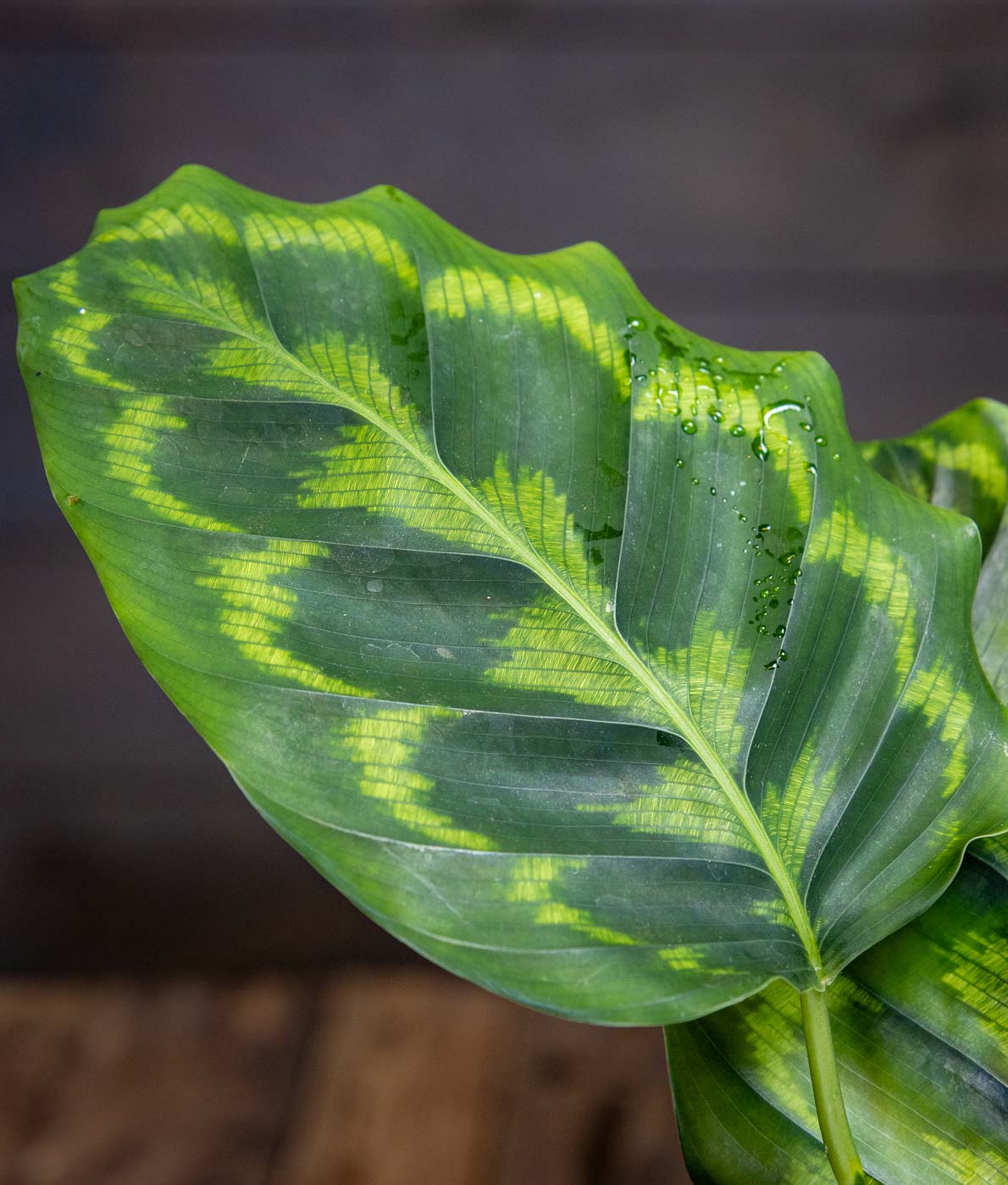Maija Veitchiana Medaillon (Calathea Medallion) ruukussa, suuret pyöreät lehdet joissa koristeellinen vihreä kuviointi ja tummanpunainen alapinta.