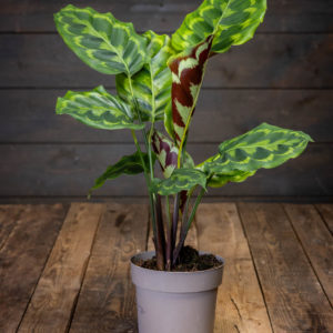 Maija Veitchiana Medaillon (Calathea Medallion) ruukussa, suuret pyöreät lehdet joissa koristeellinen vihreä kuviointi ja tummanpunainen alapinta.