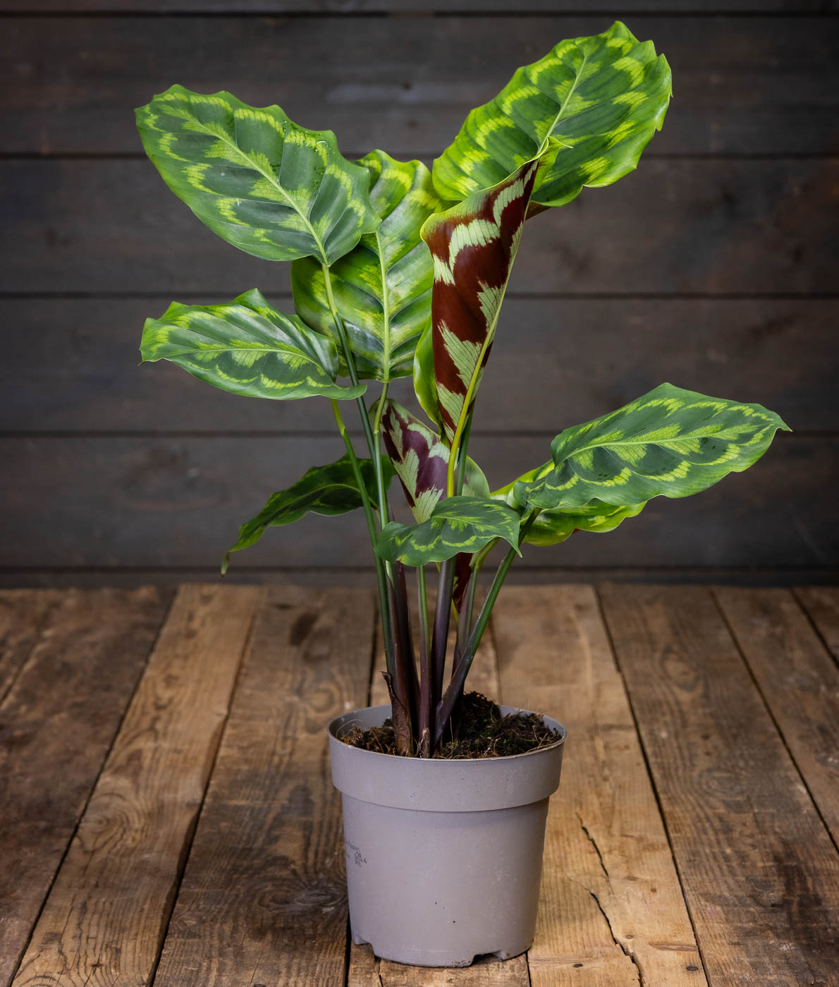 Maija Veitchiana Medaillon (Calathea Medallion) ruukussa, suuret pyöreät lehdet joissa koristeellinen vihreä kuviointi ja tummanpunainen alapinta.