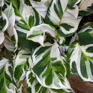 valkoisia maijan lehtiä