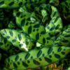 Calathea lancifolia