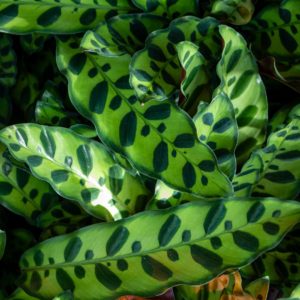 Calathea lancifolia