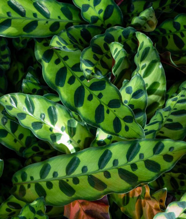 Calathea lancifolia