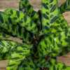 Calathea lancifolia