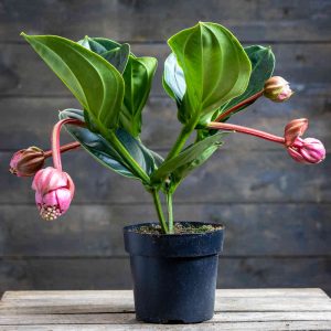 Medinilla Lambada