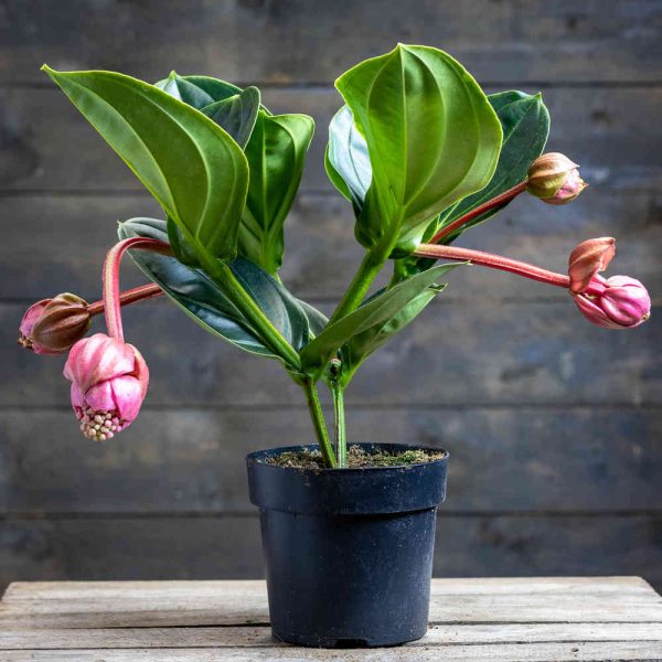 Medinilla Lambada