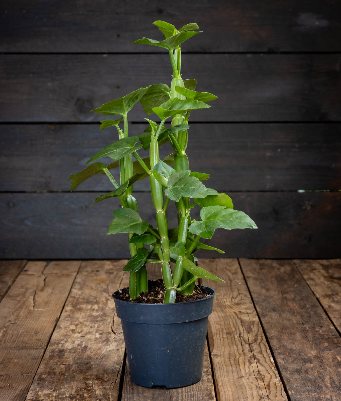 Ruukussa kasvava vihreä Mehikissus (Cissus quadrangularis) neliömäisine varsineen ja lehtineen.