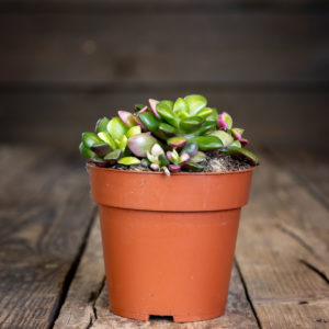 Pienessä ruskeassa ruukussa kasvava Mehikki Sunrise, jonka paksut vihreät mehikasvin lehdet taittuvat reunoilta kauniin pinkkiin ja keltaiseen sävyyn tummaa puista taustaa vasten.